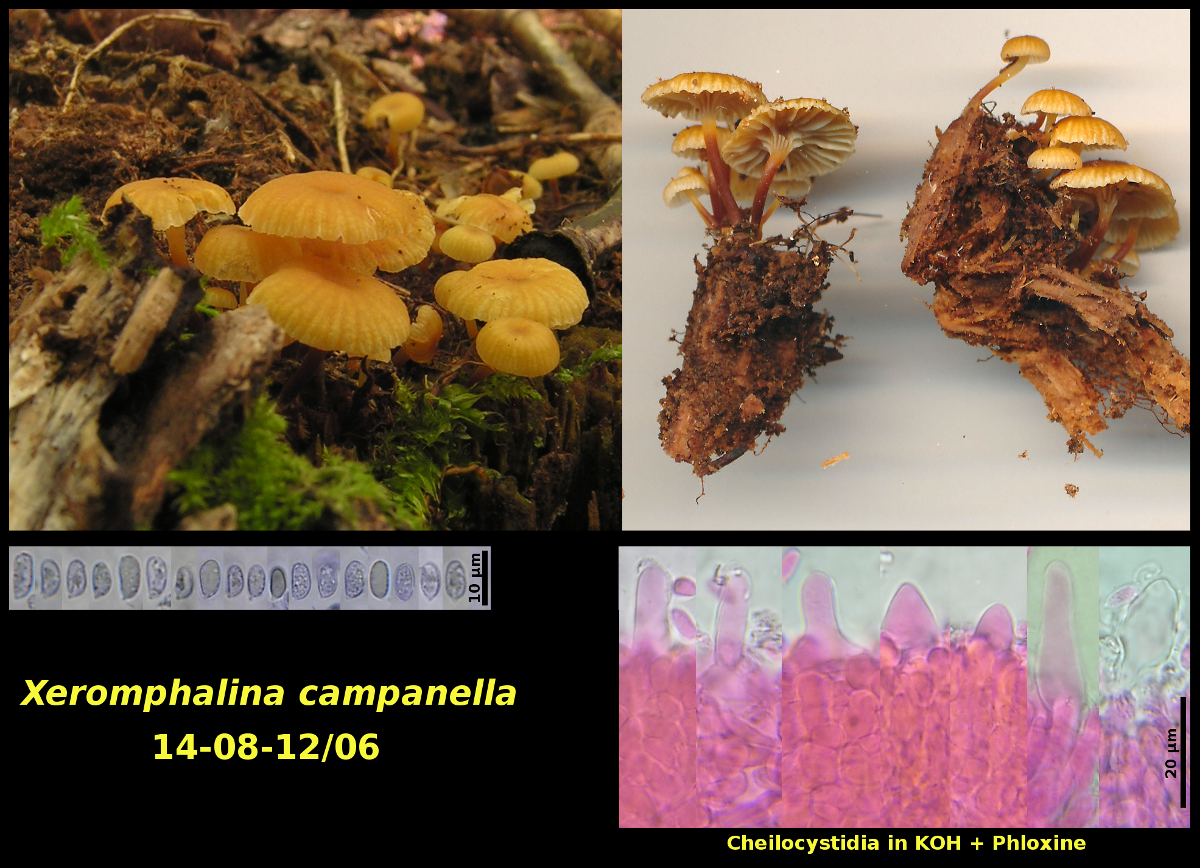 Picture of Xeromphalina campanella